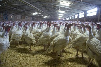 Bird flu still poses significant threat in Laos, say officials - Vimarsana News