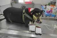 Blood donor dogs to be present at canine welfare fundraiser in PJ