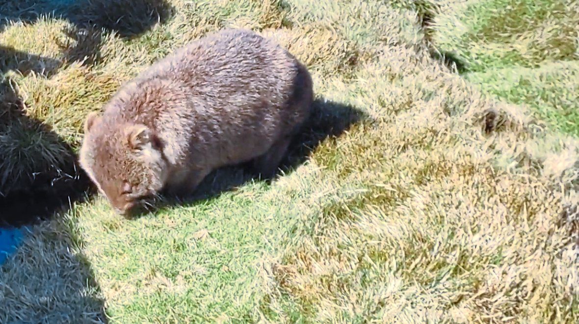 Loads of chubby and adorable wombats could be seen around the Overland Track area, fearless of tourists.