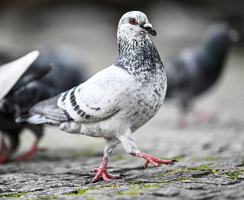 Specialists say better strategies are needed to deal with city pigeons to prevent them from becoming an annoyance. Photo:dpa-mag/ Kirsten Neumann