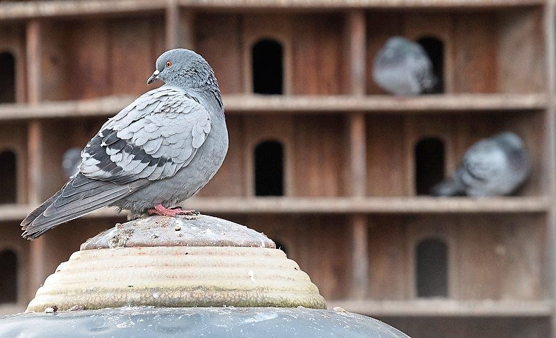 City pigeons have sympathisers who say they need dedicated spaces to live so they don’t trouble people by nesting on their balconies, for example. Photo: dpa/dpa-mag/Sebastian Gollnow