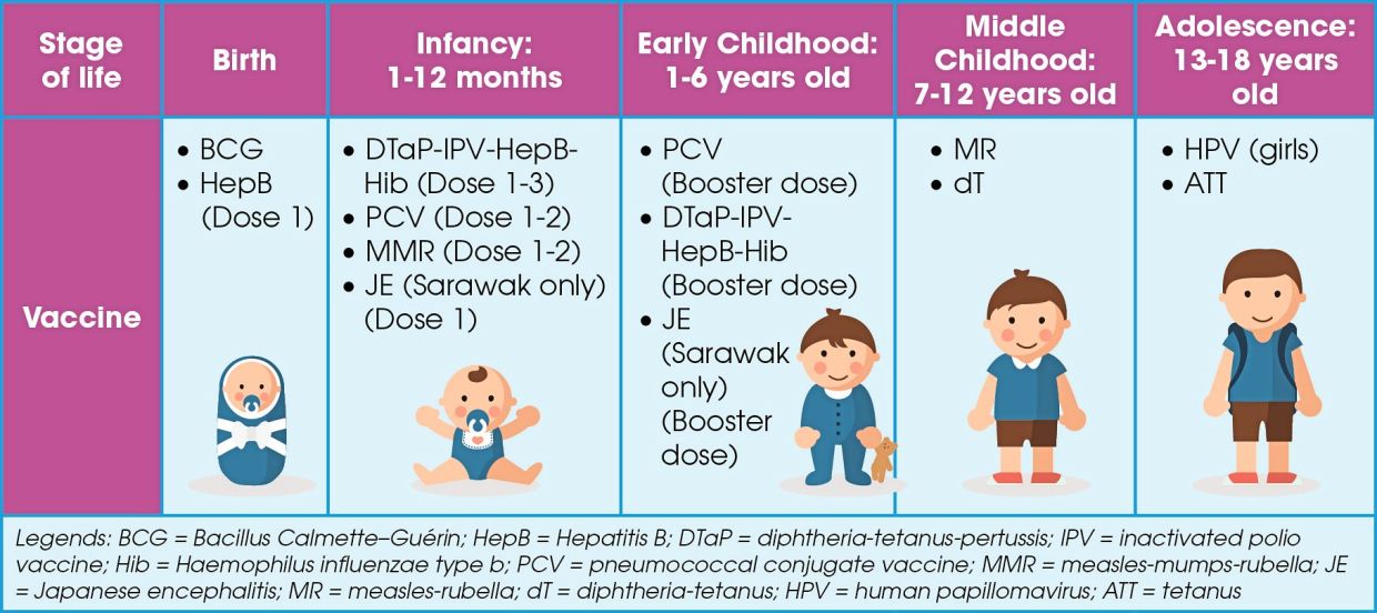 A timeline of the NIP according to a child’s stage of life.