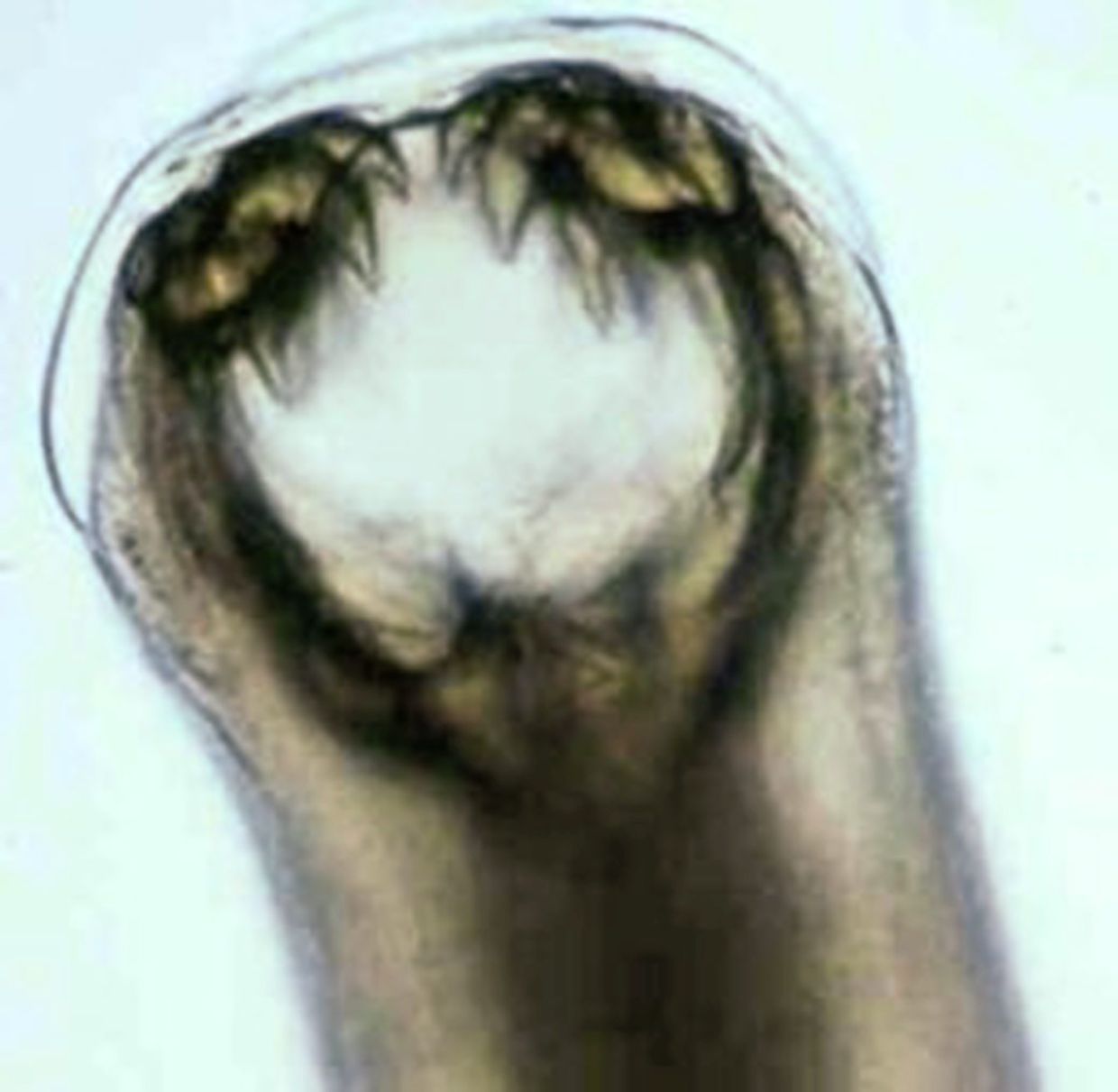 In Malaysia, dogs can play a major role in transmitting certain types of hookworms that can penetrate and crawl under the skin to humans. — Filepic