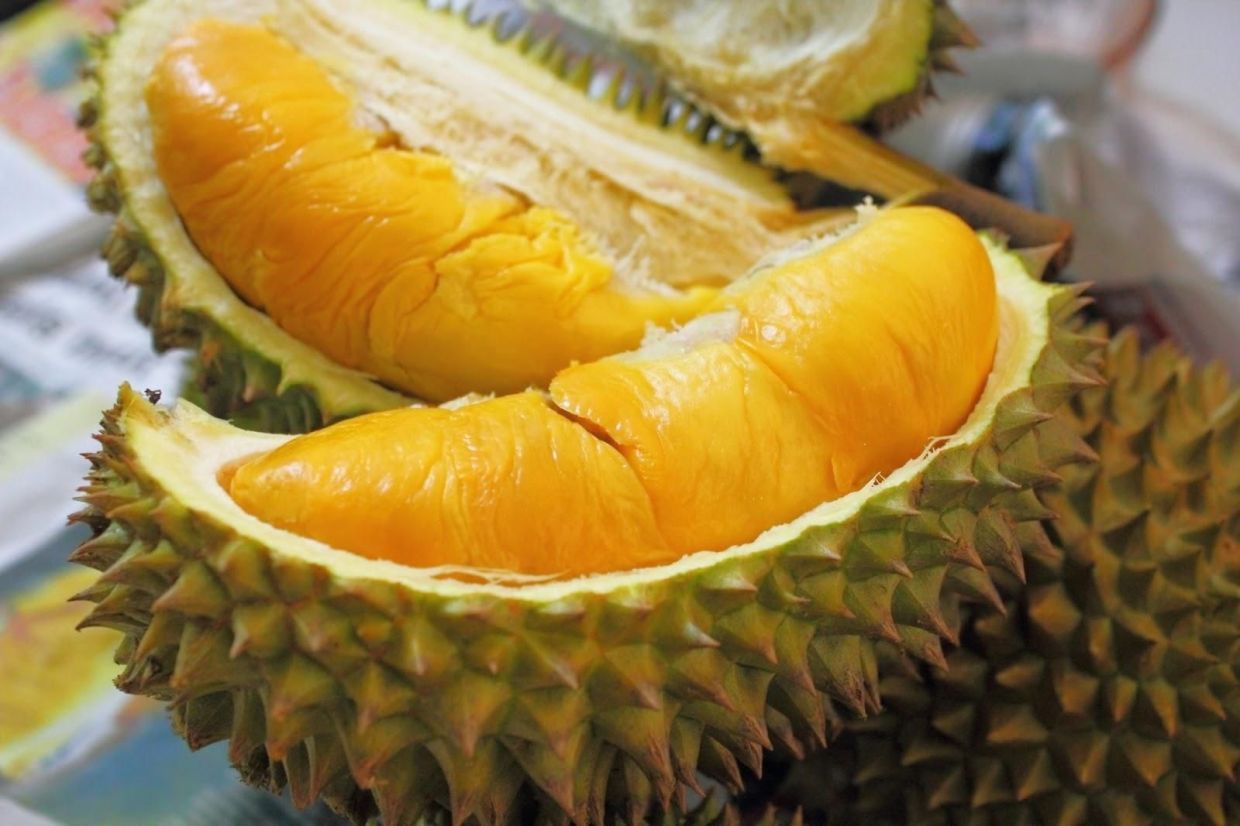 Drop in durian harvest expected next season - Vimarsana News