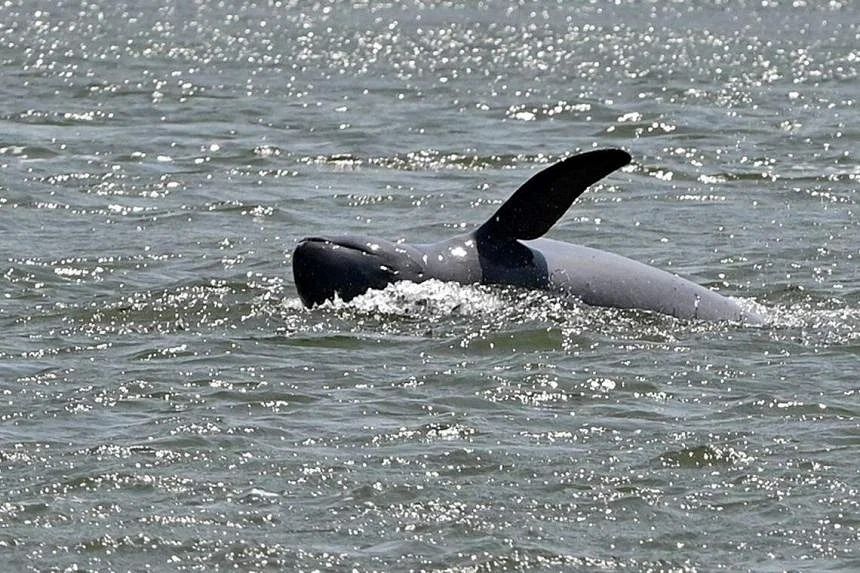 Cambodia records first rare Mekong river dolphin death in 2023 - Vimarsana News