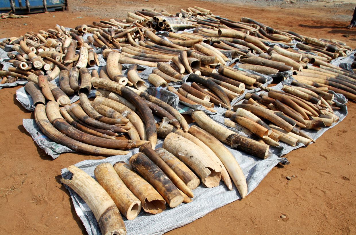 Vietnam seizes seven tonnes ivory in largest wildlife smuggling case in years - Vimarsana News