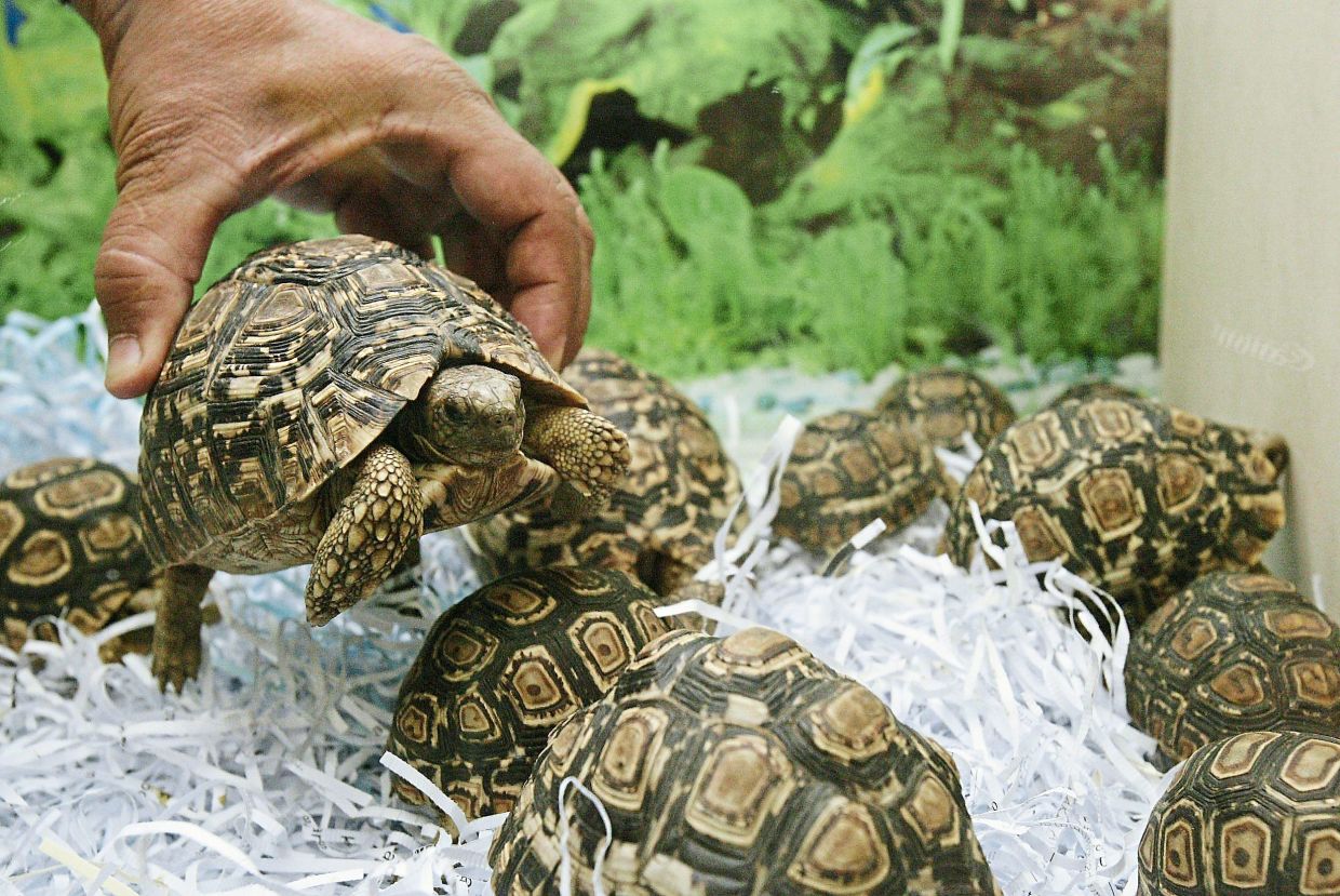 Retiree on trial for keeping protected wildlife - Vimarsana News