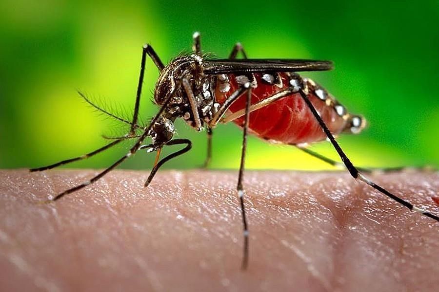 Laos on alert with rising dengue fever cases - Vimarsana News