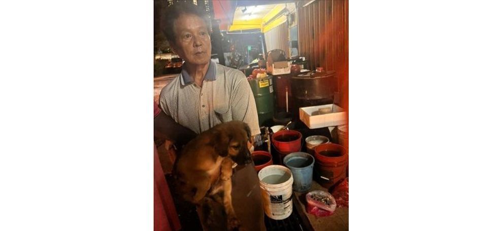 MBPJ urged to explain actions of dog catchers - Vimarsana News