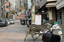 Stop, there's a zebra crossing! Escaped beast roams Seoul streets