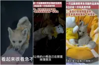 ‘Please don’t leave my friend behind’: Stray puppy in China begs new owner to take teddy bear home
