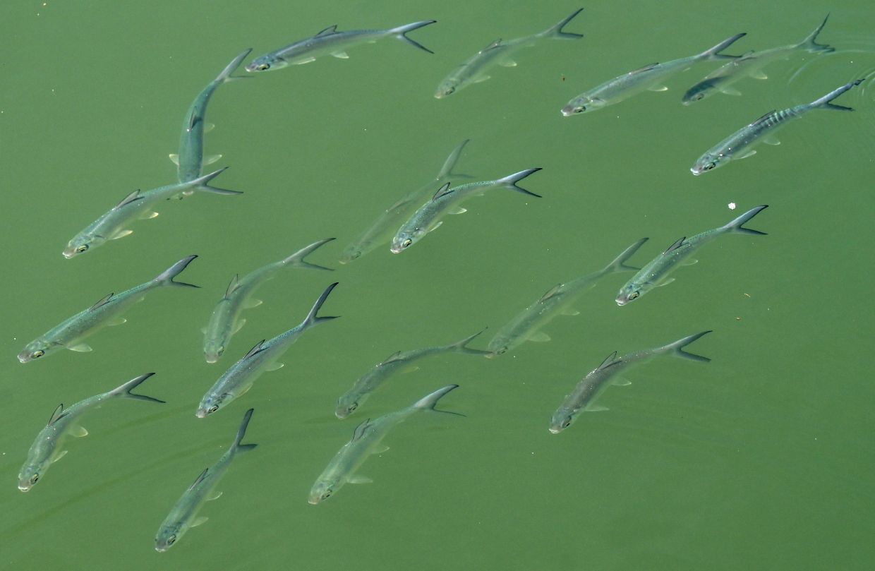 A group of fish swim in the river at Sungei Buluh wetland reserve in Singapore. - AFP