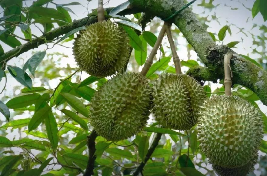 Thai durian makes another Chinese conquest with THB500mil export deal | The  Star