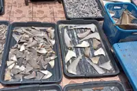 Conservationists call for immediate ban on shark hunting and finning in Sabah