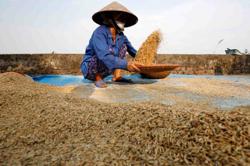 Favourable time for Vietnamese rice enterprises