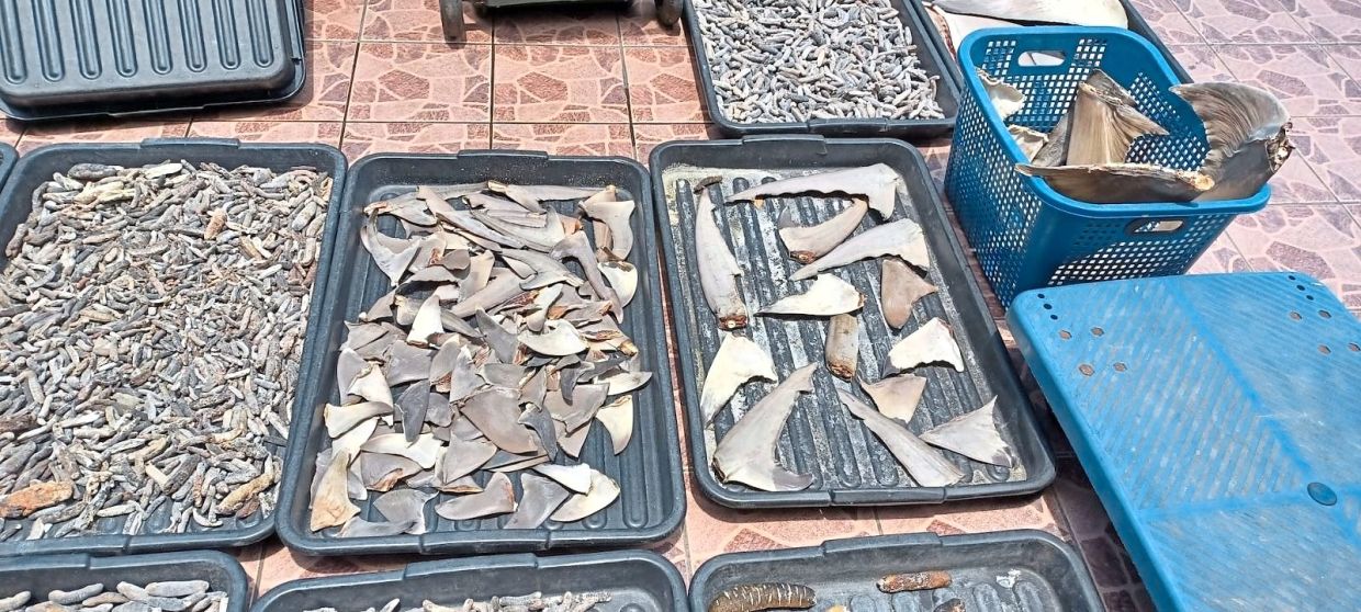 Sabah govt urged to ban shark fishing - Vimarsana News