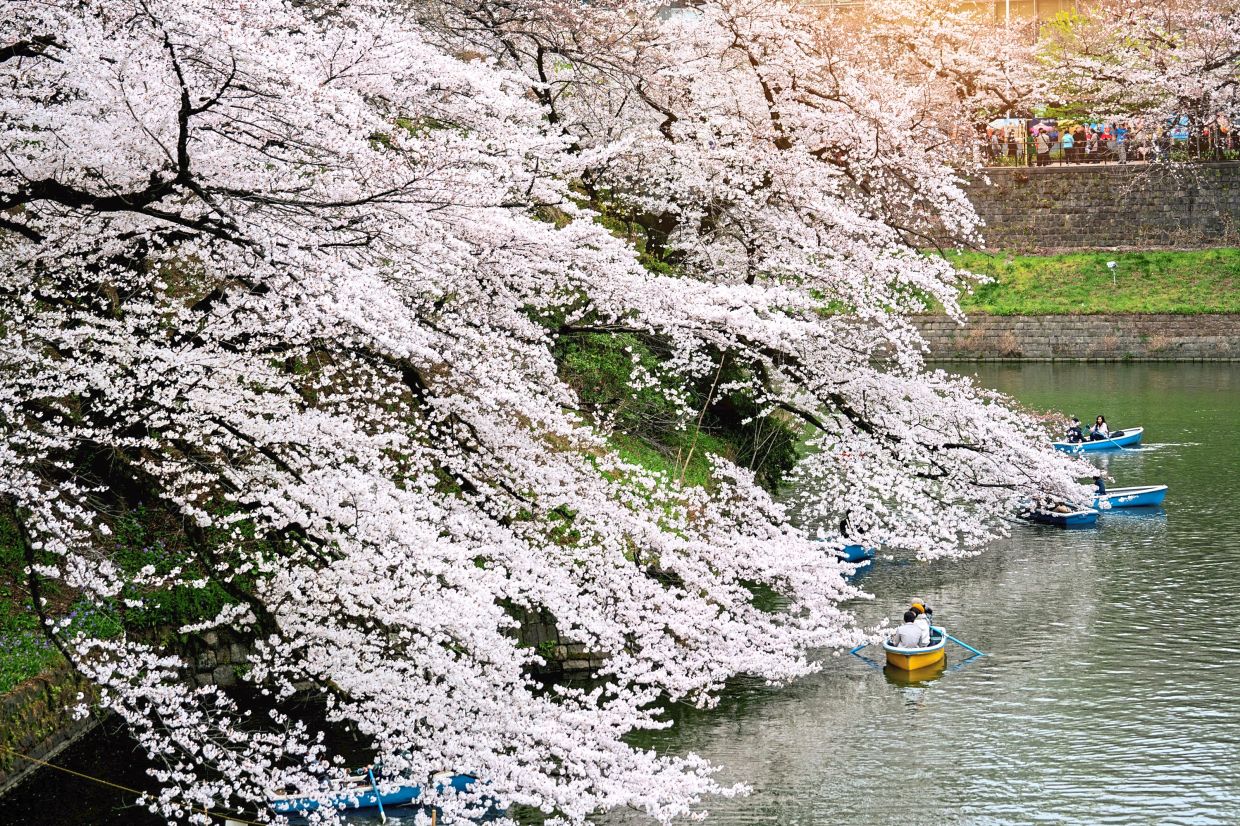 Cherry blossoms at Chidorigafuchi Park in Tokyo. — Dreamstime/TNS