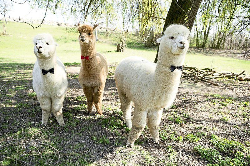 Is there a place for alpacas on your wedding day?
