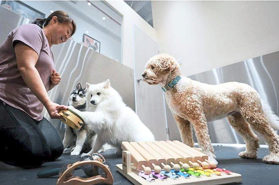 Pawsible founder Joy Chia teaching (from left) Shadow, a pomsky, Conrad, a spitz, and Lulu, a labradoodle, how to play musical instruments. — The Straits Times/an