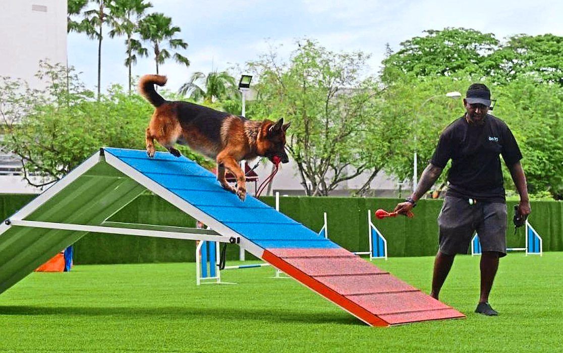 'Paw-rents' splurge on enrichment classes, spa days - Vimarsana News