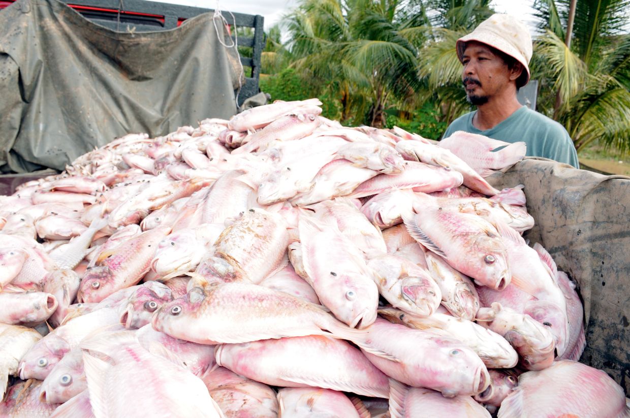 QuickCheck Is tilapia a toxic fish to eat, as claimed in a viral
