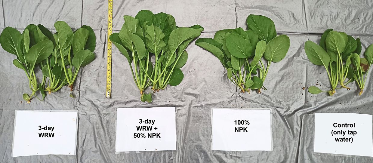 Combining 3-day fermented washed rice water (WRW) with half the rate of chemical fertilisers (NPK) produced the overall best growth in sawi compared to WRW and NPK alone.