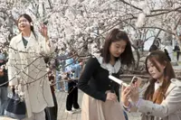 Spring arrives in China with flow of sticky rice dumpling sales
