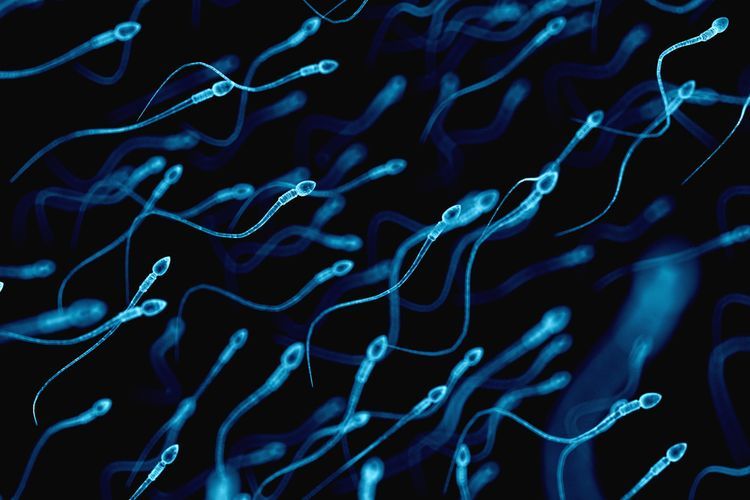 Does abstinence make the sperm go faster? - Vimarsana News