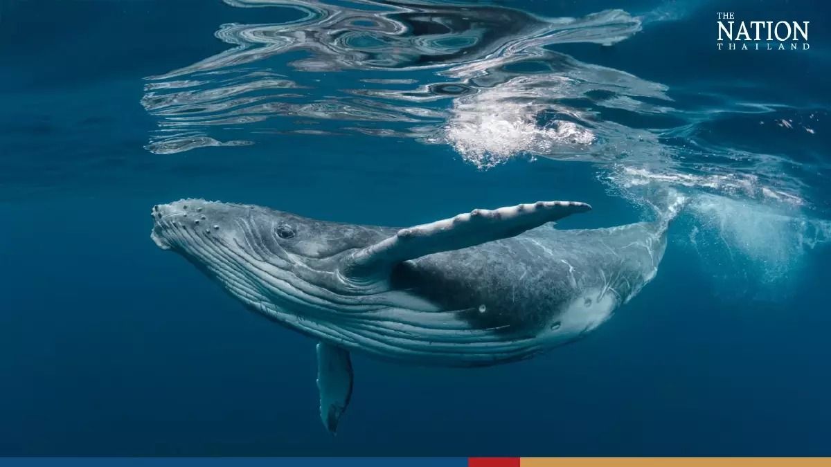 Thailand's tourism recovery puts four marine species back on extinction watchlis - Vimarsana News