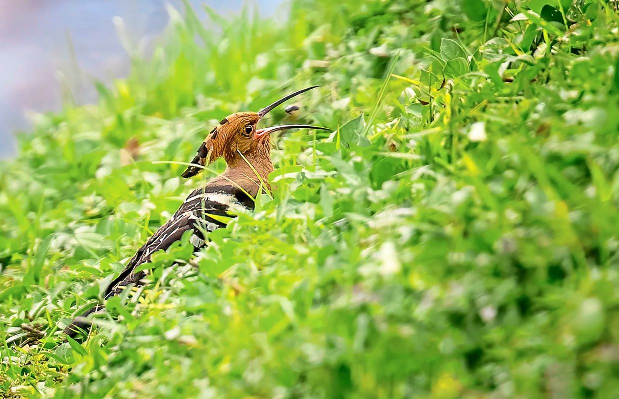 Belly Good...A Eurasian Hoopoe having a bug meal in the middle of the field.