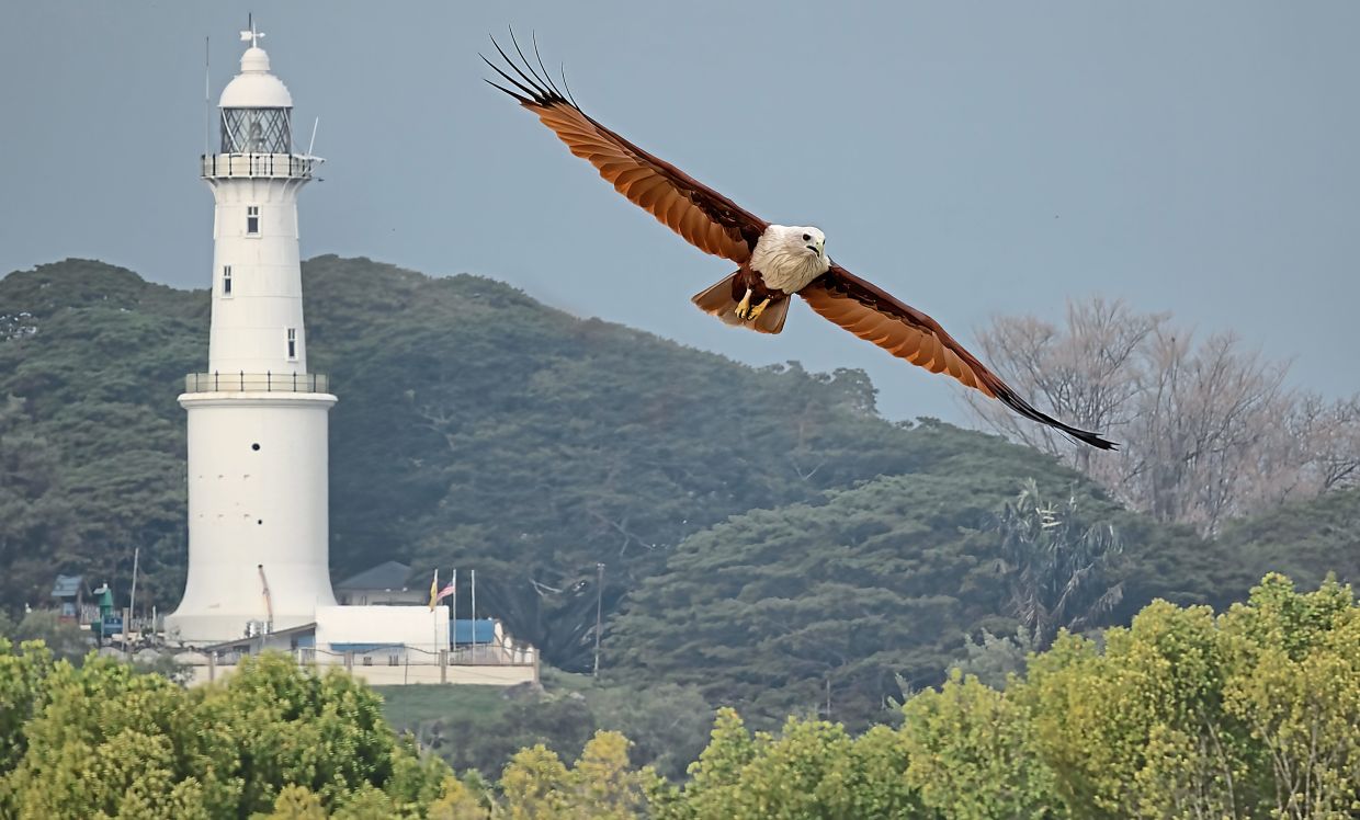 Flying high...A brahminy kite uses using thermals, which are columns of warm rising air, to fly with using energy.