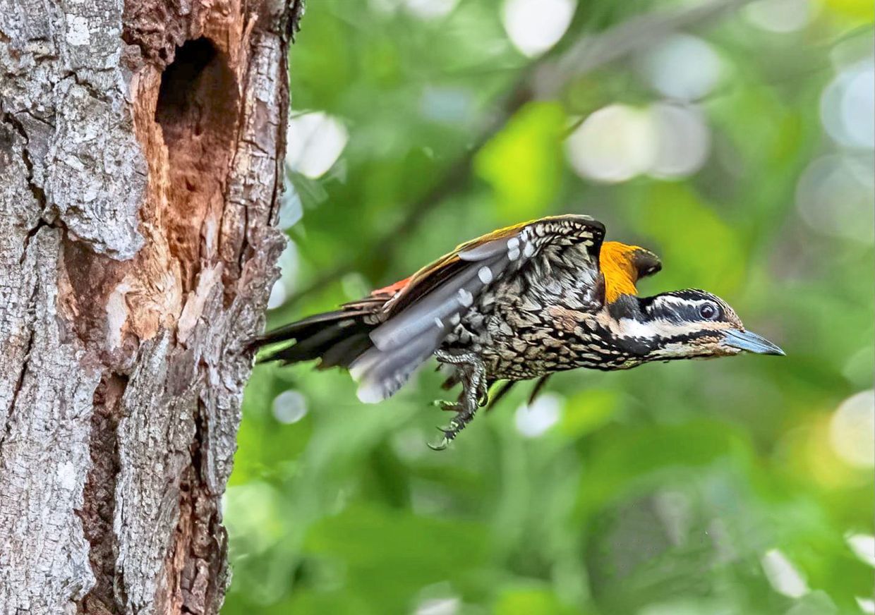 Making a run...A female Common Flameback Woodpecker flew off from her nest to find food.
