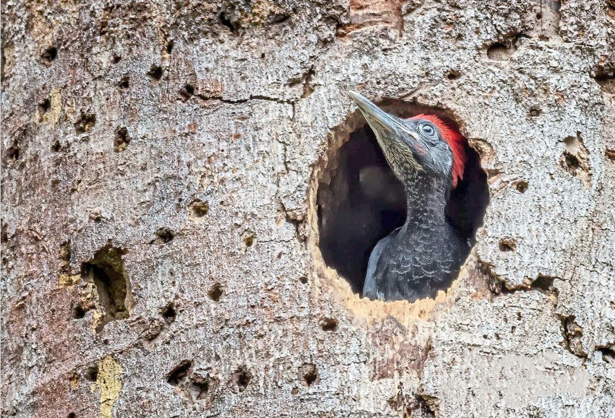 Looking out...A white-bellied woodpecker chick is peering from the hole of its tree trunk nest.