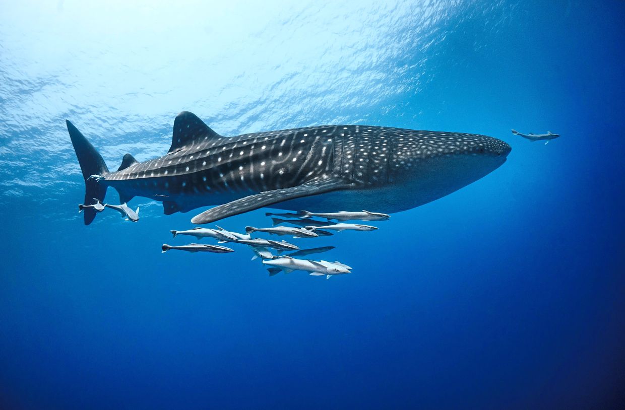 You can find Egypt's coral diving paradise in the Ras Mohammed National Park - Vimarsana News