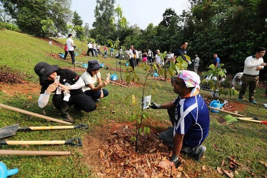 Singapore to hit target of planting one million trees in 2027, three