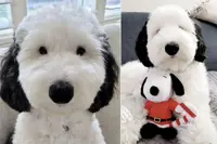 Snoopy, is that you? Canine wins Internet with its uncanny resemblance to cartoon dog