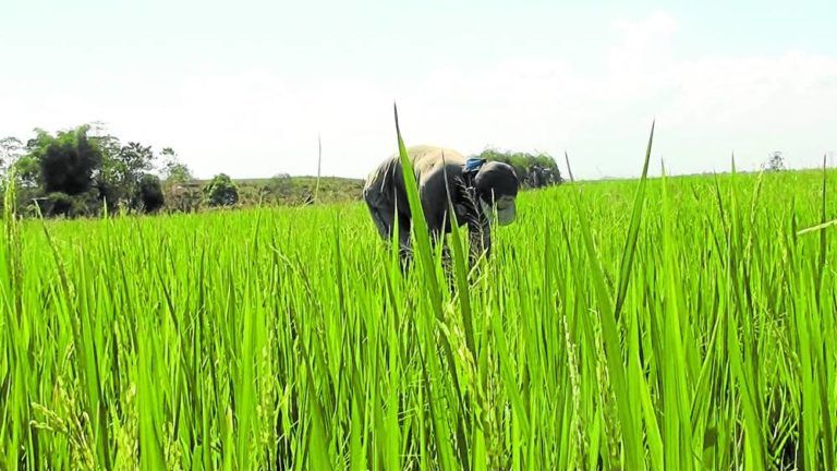 Major rice buyer Philippines targets self-sufficiency by 2027 - Vimarsana News