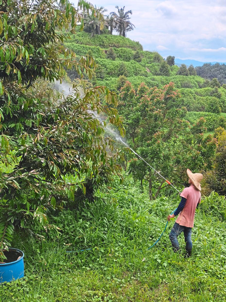 A farmer applying foliar chemical fertilisers to improve the growth and production of durian trees.