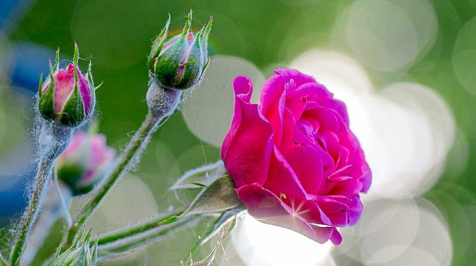 Ask the Plant Doctor! How much to water, composting and common fungal diseases - Vimarsana News