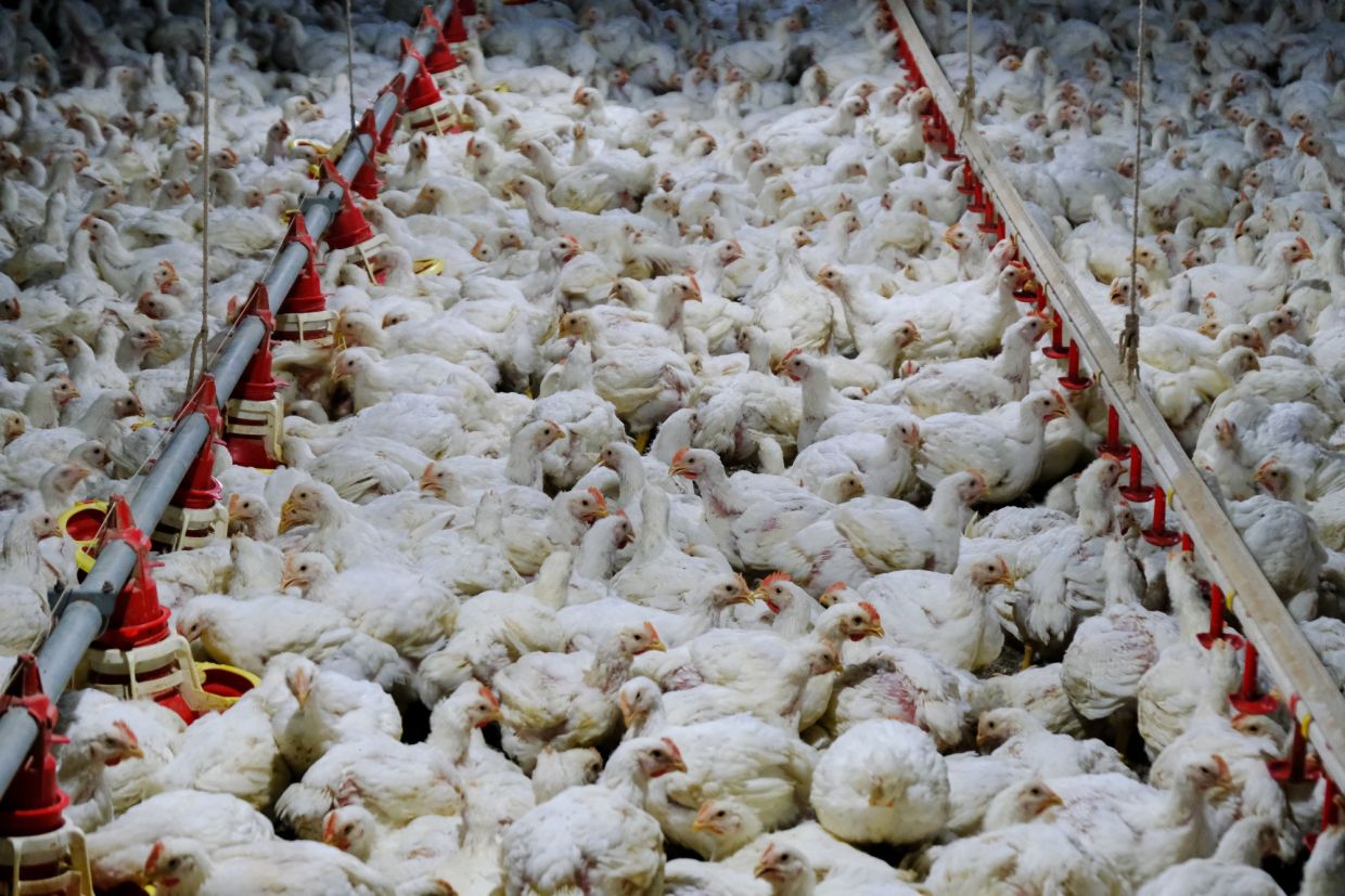 MIDF Research says the removal of the retail chicken price ceiling after June 2023 is expected to benefit poultry players, as higher costs can be passed on to customers and margins can be improved.