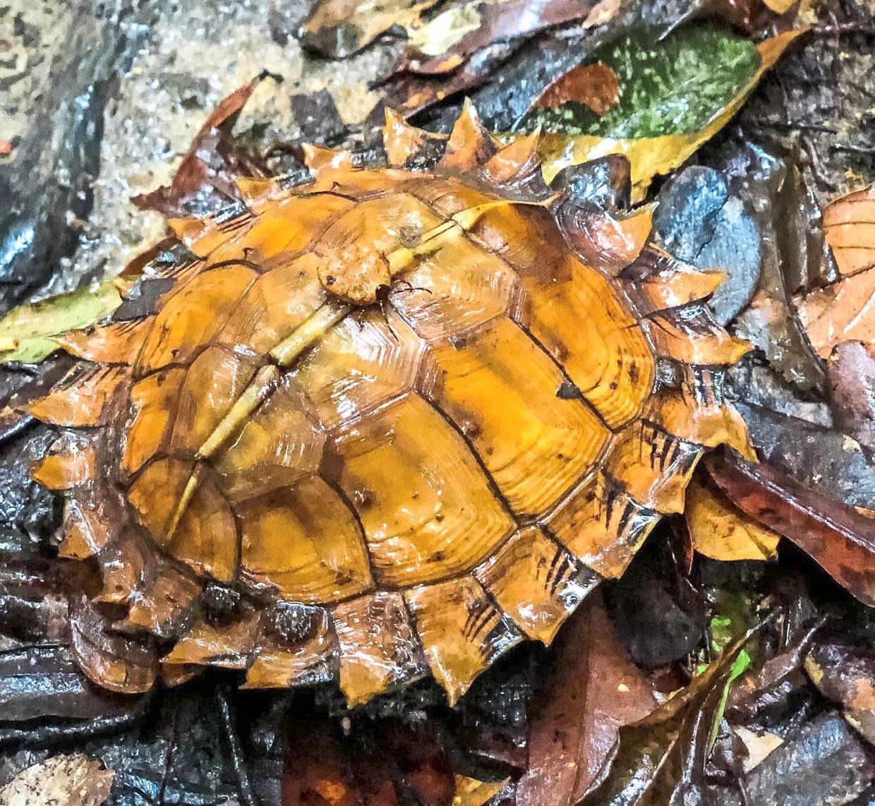A juvenile spiny turtle suffering from a tick infestation. Here, a tick is visible on its back.