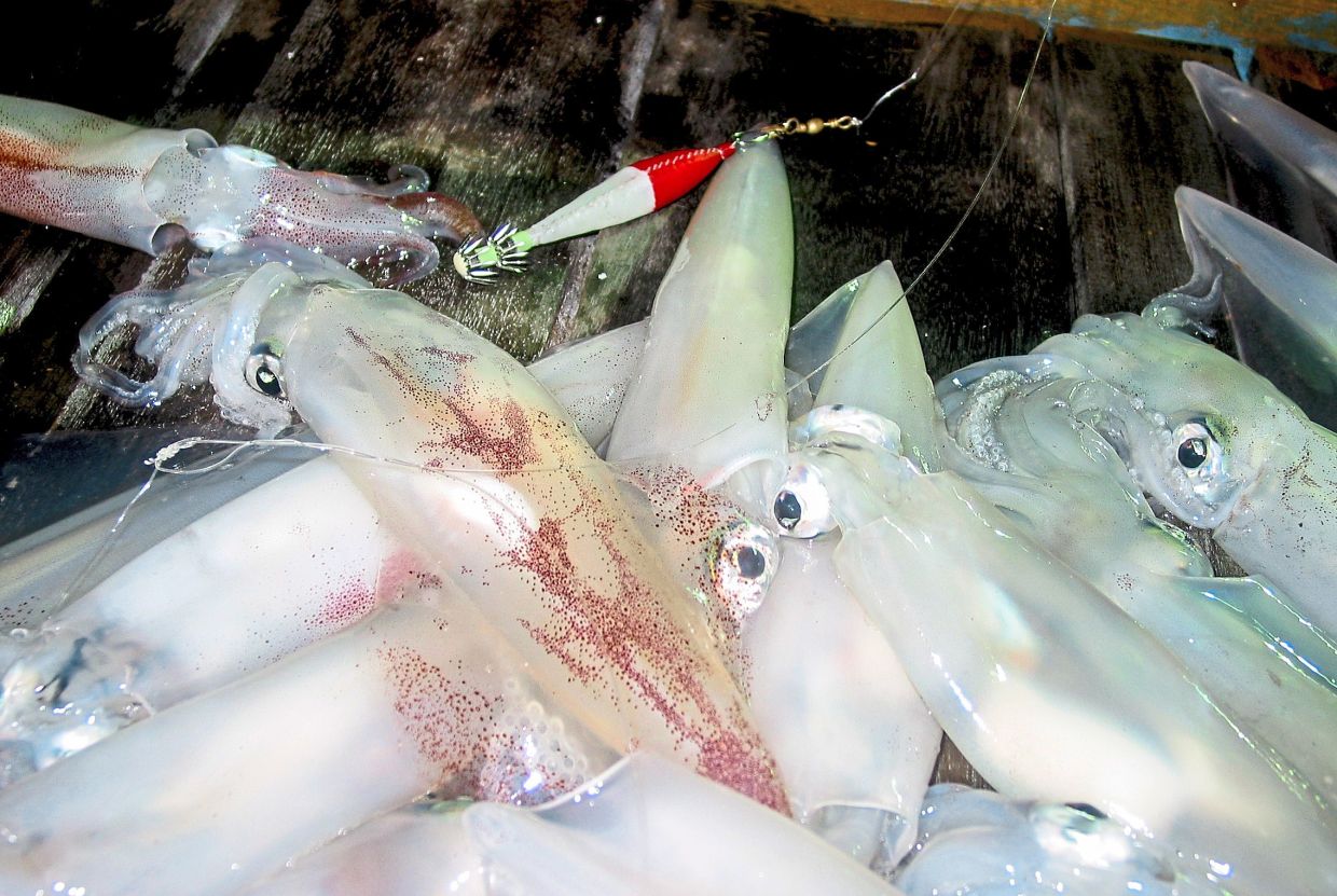 Some of the many sotong jarum caught off the east coast using the ultraman lure.