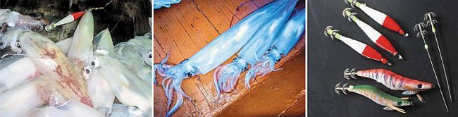 Some of the many sotong jarum caught off the east coast using the ultraman lure. Sotong jarum is one of the common species found during the candat sotong season and an array of jigs is used to catch the squids. The ultraman lure is red and white while the prawn lookalike lure is not as popular in squid jigging.