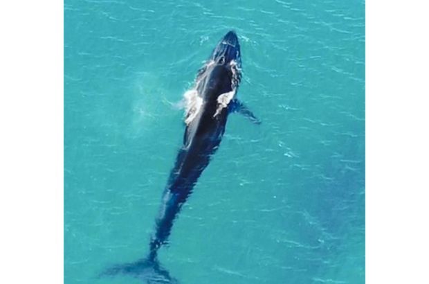 Whale spends Raya weekend in Kudat waters - Vimarsana News