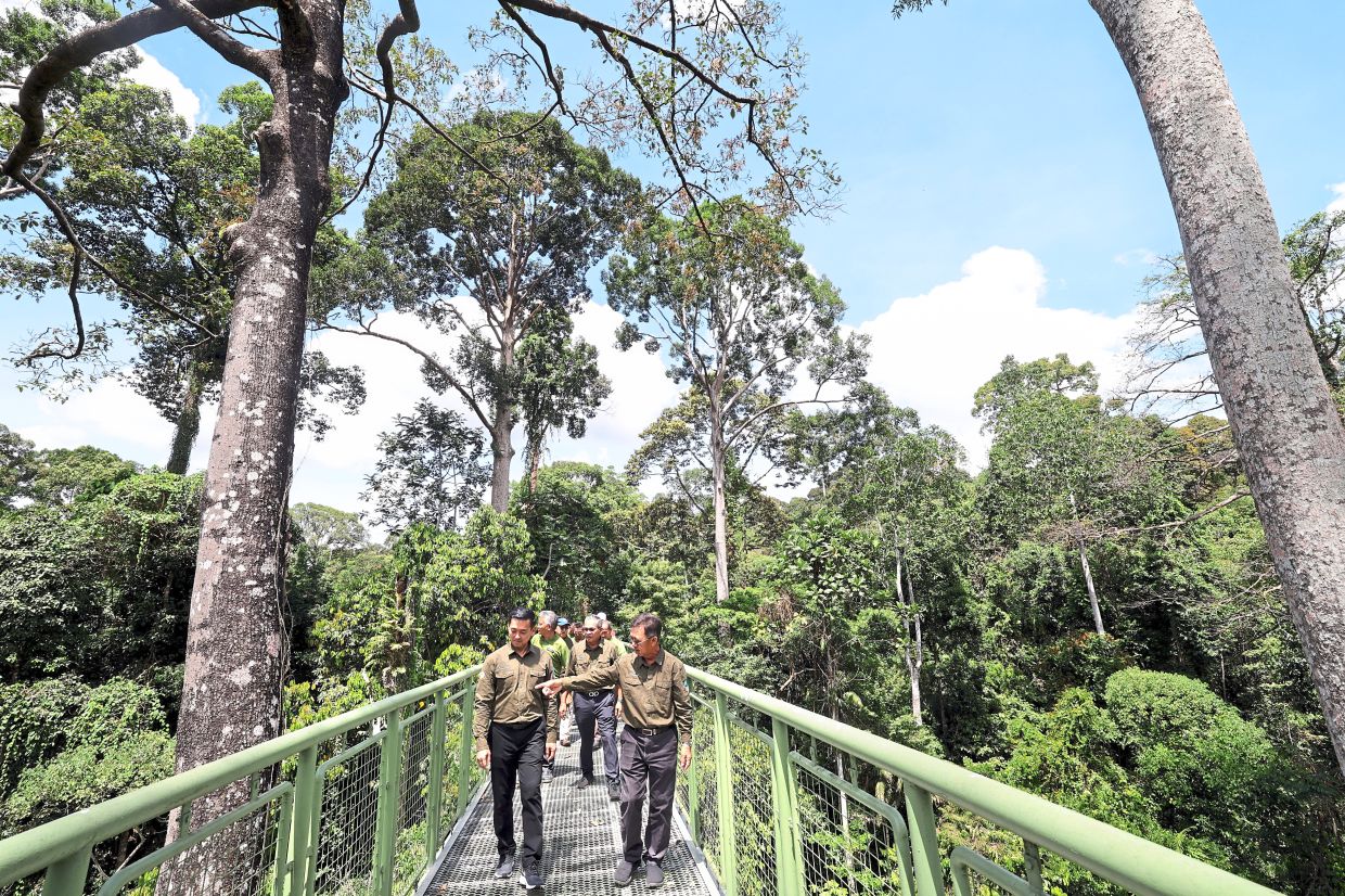 It's not deforestation, says Hajiji - Vimarsana News