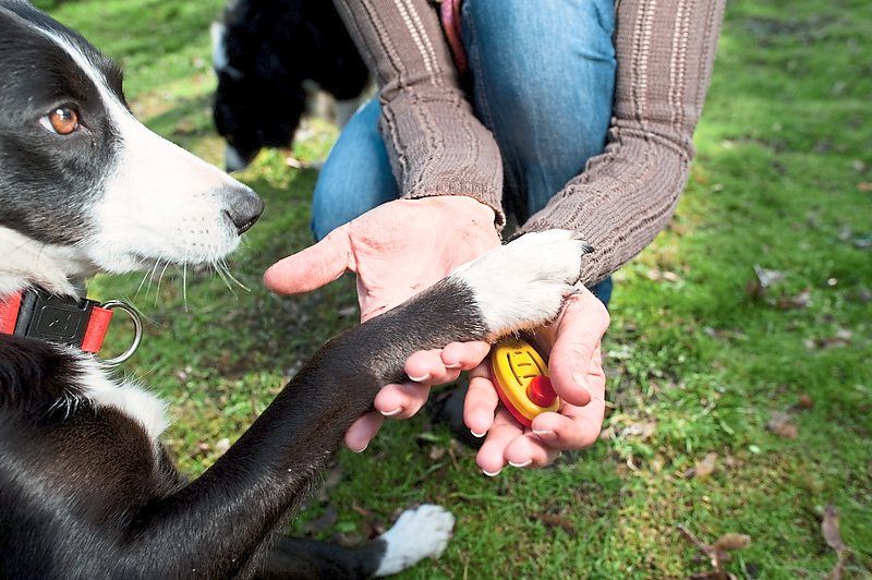 Clicker training is suitable for teaching your dog tricks. With the help of a click, the dog is shown when it has done something correctly.