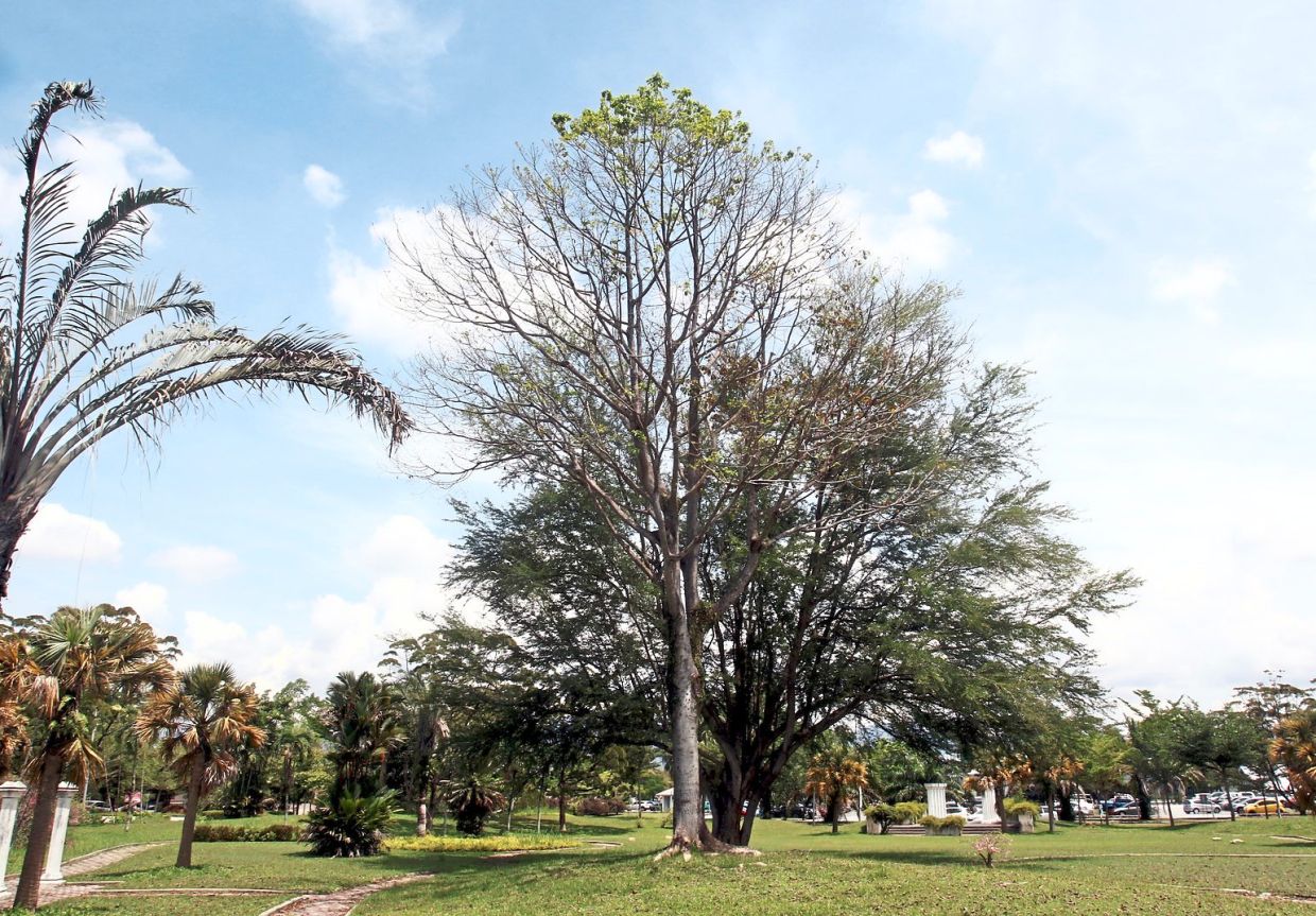 Ipoh's namesake is disappearing - Vimarsana News
