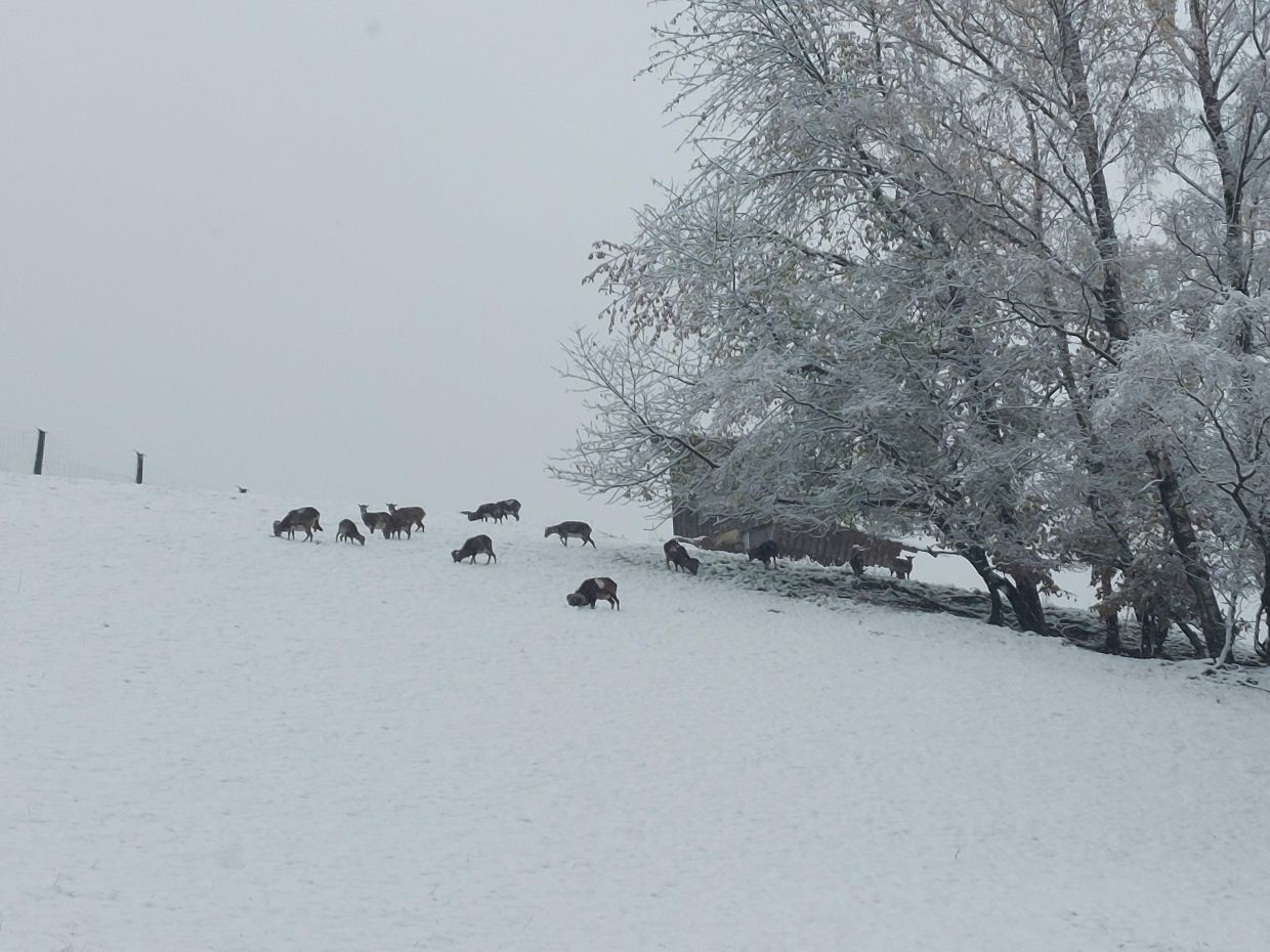 Mountain goats grazing in the snow-covered hills.