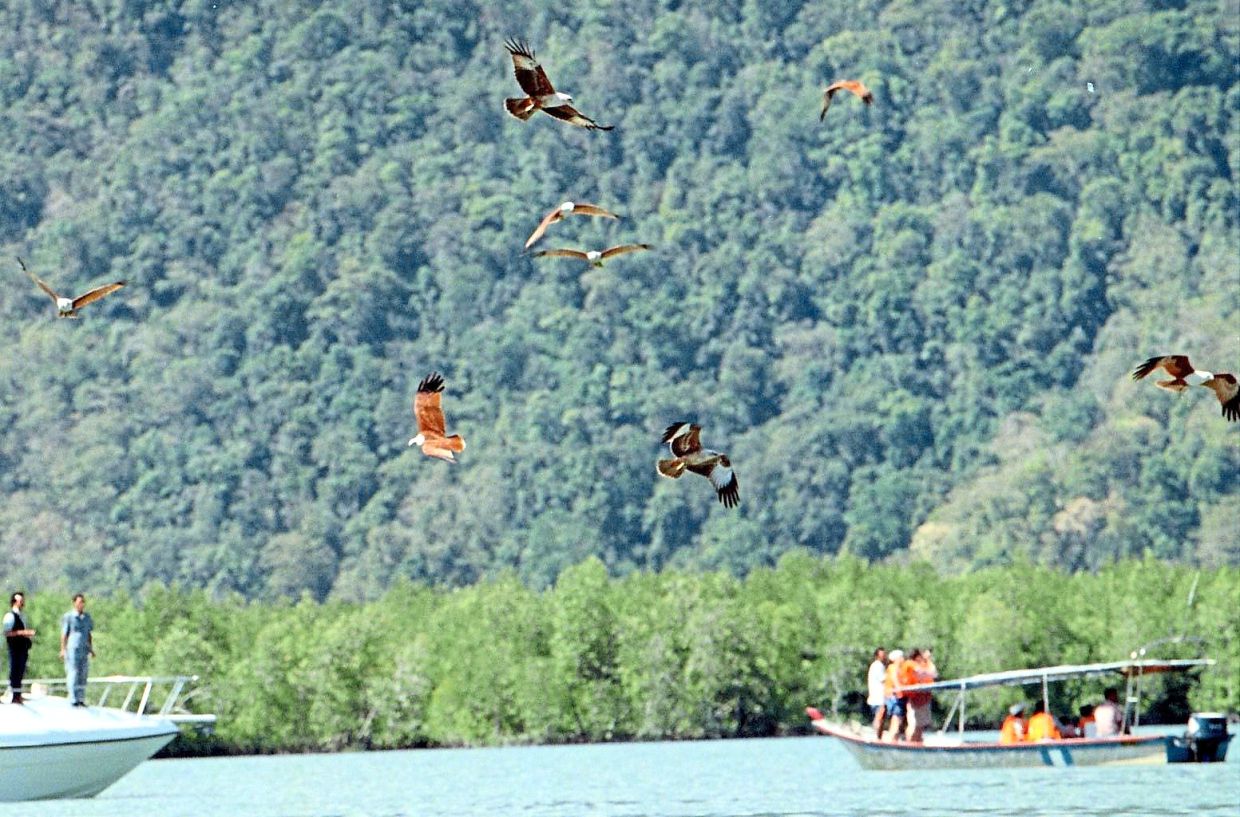 Stop feeding eagles on Langkawi The Star