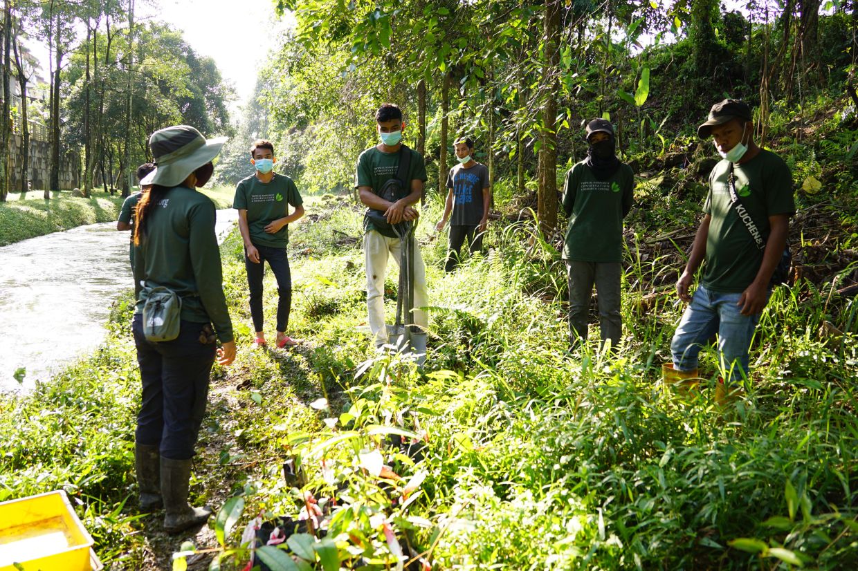 TRCRC planting trees with the local Temuan community from Kampung Kemensah along the Klang riverbank. -Photo by TRCRC team.